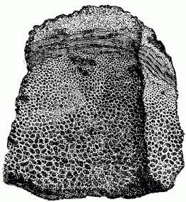 [Illustration:
Fragment of a spherical volcanic bomb.]