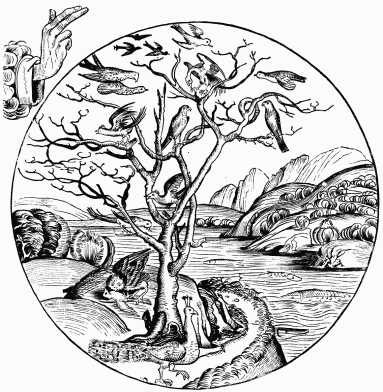 FIG. 10.—The Fifth Day of Creation. From Schedel’s
“Liber Chronicarum.” Nuremberg, 1493.