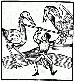FIG. 21.—Pygmy and Cranes. From the “Ortus Sanitatis.”
Venice, 1511.