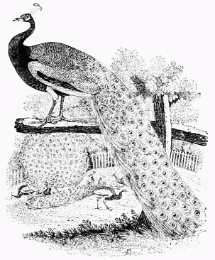 Fig. 61.—The Peacock. From Bewick’s “British Birds.”