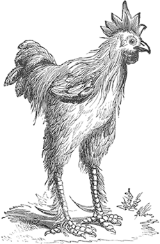 Portrait of a hen