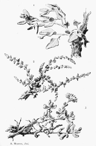 Drawings of bush branches