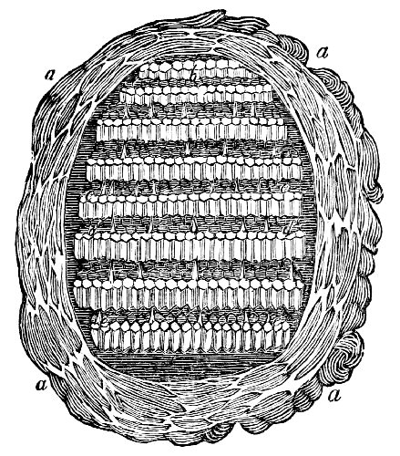 Section of Social-Wasp's Nest