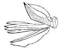 Lancet of a horse-fly