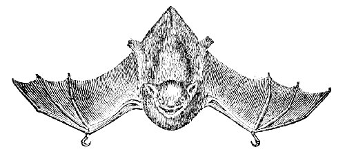 Bat foreleg with hook