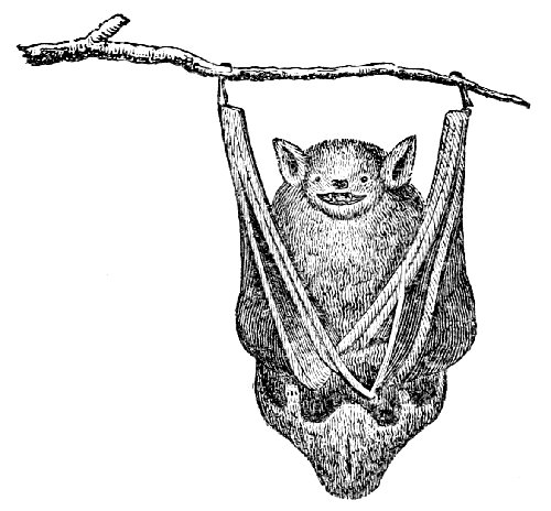 Bat resting