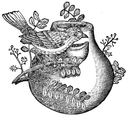 Nest of the Cape-tit