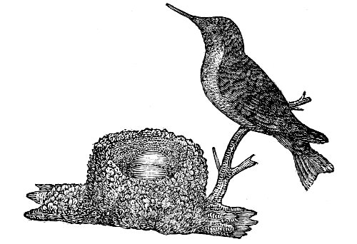 Nest of the Humming-bird