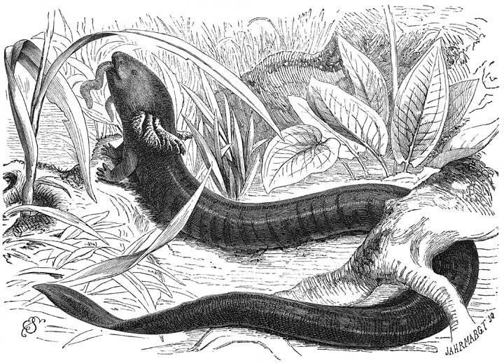 Voorpootsalamander (Siren lacertina). ⅖ v. d. ware grootte.