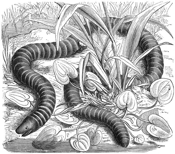 Ringsalamander (Siphonops annulatus). Ware grootte.