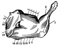 Fig. 54.