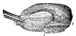 Fig. 60.