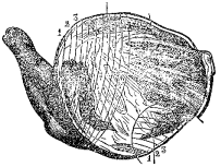 Fig. 81.
