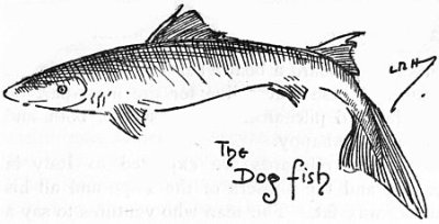 THE DOG-FISH.
