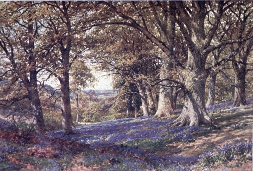 A SLOPE OF BLUEBELLS, HASCOMBE.