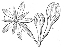Fig. 19.—Flowers of the Kentucky
Coffee-tree.