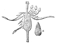 Fig. 21.—Ovary of the Ayrshire
rose with a detached seed.