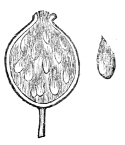 Fig. 22.—Ripe fruit
and detached seed of a Rose.
