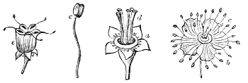 Fig. 24.—Flower of the Spiræa.