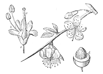 Fig. 25.—Flowers and fruit of the Sloe.