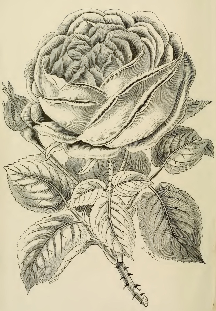 0006m