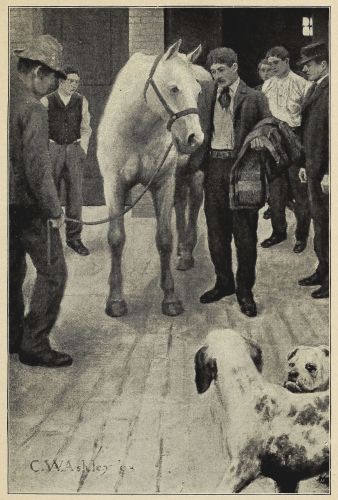 two dogs looking at horse with some men standing around as well