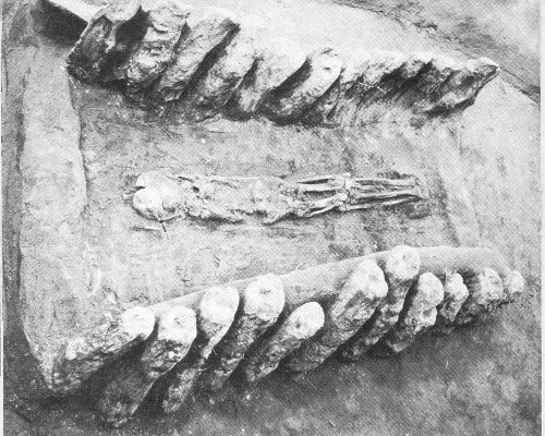 A log tomb and its central location may indicate the principal burial in the first stage of the Funeral Mound. The face-down position could result from the reassembled bones being wrapped in a skin or mat for burial.