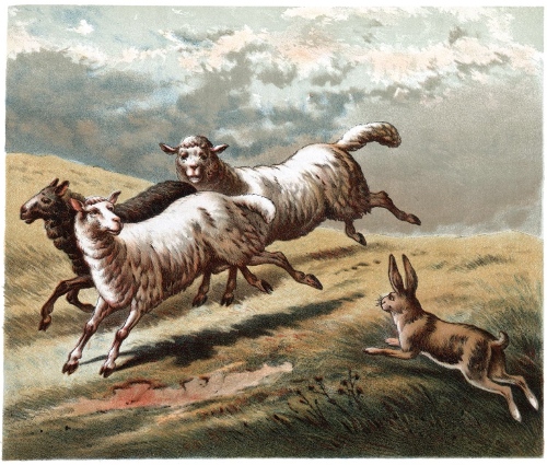 The Lost Hare meets the three little Lambs