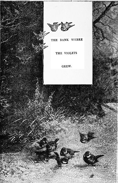 THE BANK WHERE
THE VIOLETS GREW