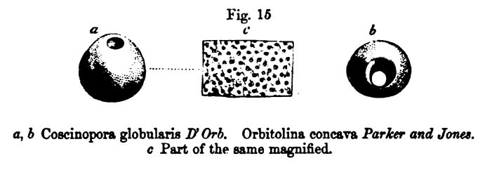 Figure 15. Fossils of the White Chalk 