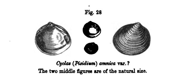 Figure 28. Cyclas 