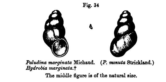 Figure 34. Paludina Marginata 