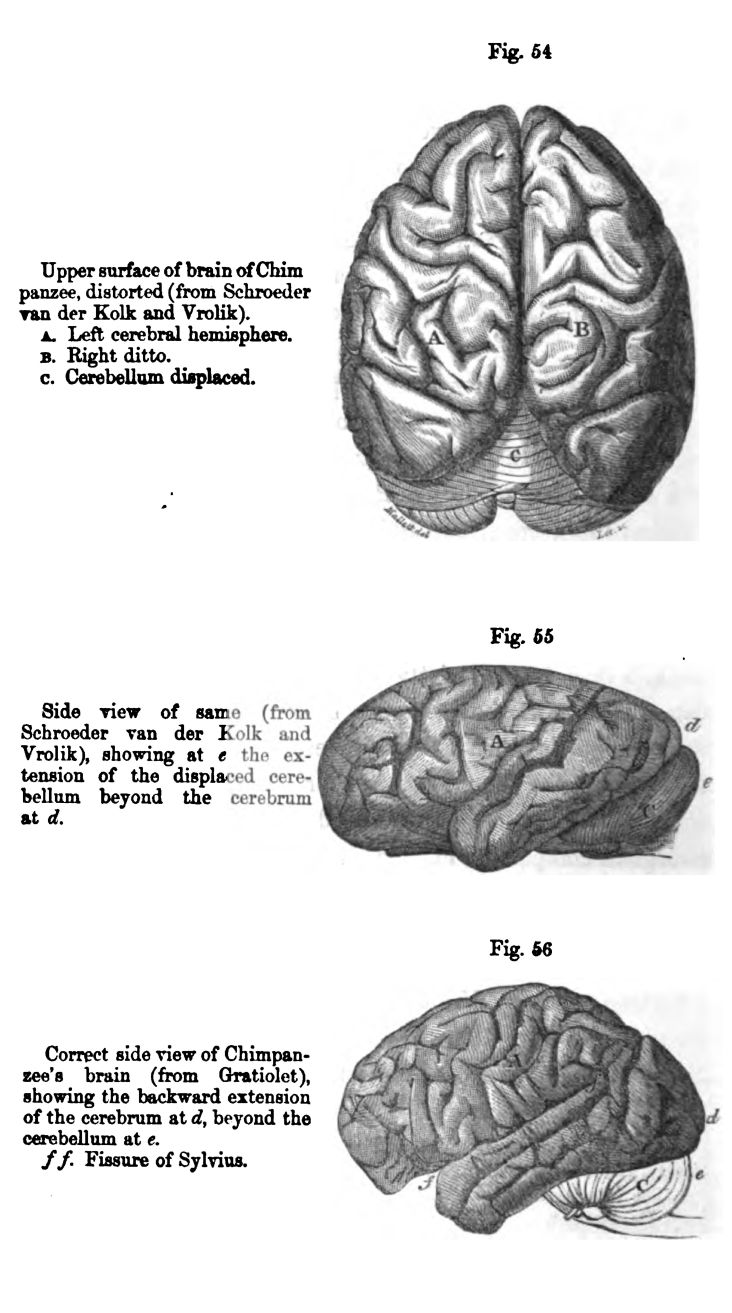 Figure 54, 55 and 56. Brain of Chimpanzee 