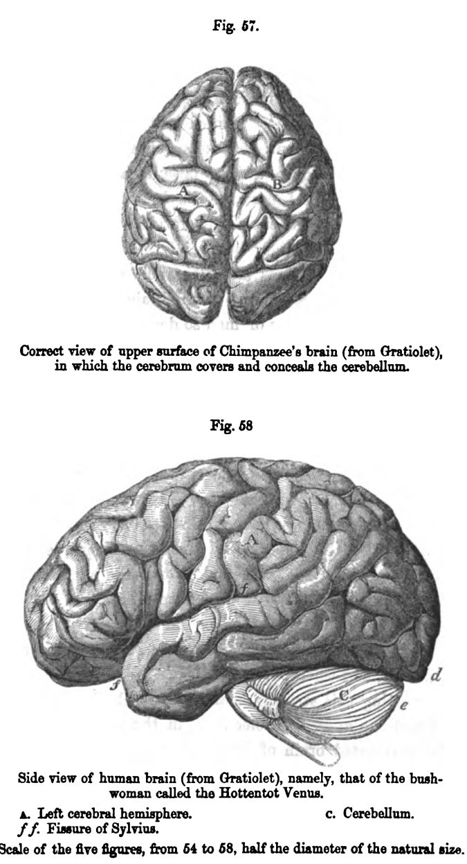 Figure 57 and 58. Chimpanzee And Human Brain 