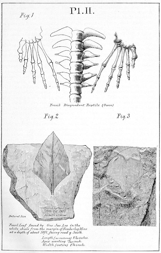 Pl. II _Fig. 1._ _Fossil Dicynodont Reptile (Owen.)_ _Fig. 2._ _Fig. 3._ _Natural Size_ _Fossil Leaf found by Geo. Jas. Lee in the white shale from the margin of Kimberley Mine at a depth of about 50ft.; facing road q South._ _Length (as restored) 2¹⁄₂₀ inches._ _Apex wanting ¹⁷⁄₄₀ inch._ _Width (entire) 1¼ inch._