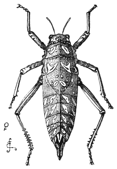 Fig. 36.