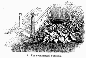 [Illustration: Fig. 1. The ornamental burdock]