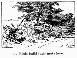 [Ilustration: Fig. 11 Birds build their nests here]