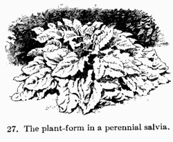 [Illustration: 27. The plant-form in a perennial salvia.]