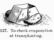 [Illustration: Fig. 127. To check evaporation
at transplanting.]