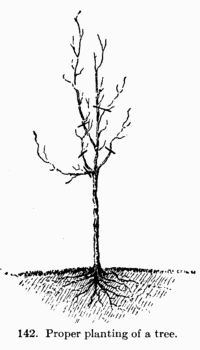 [Illustration: Fig. 142: Proper planting of a tree.]