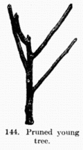 [Illustration: Fig. 144. Pruned young tree.]