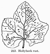 [Illustration: Fig. 212. Hollyhock rust.]