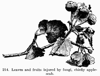 [Illustration: Fig. 214. Leaves and fruits
injured by fungi, chiefly apple-scab.]