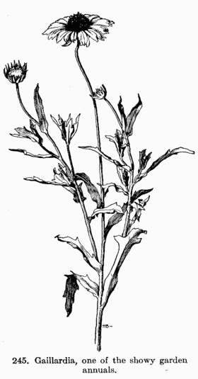 [Illustration: Fig. 245. Gaillardia, one of the showy garden annuals.]