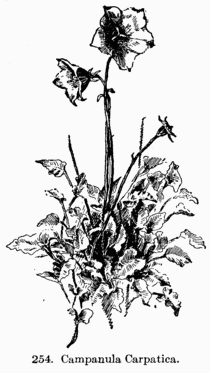 [Illustration: Fig. 254. Campanula Carpatica.]