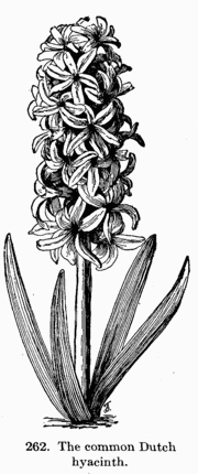[Illustration: Fig. 262. The common Dutch hyacinth.]