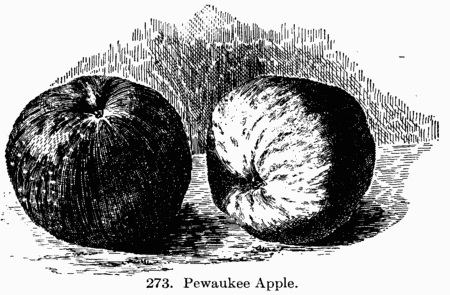 [Illustration: Fig. 273. Pewaukee Apple.]