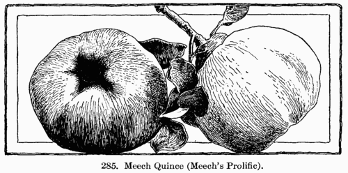 [Illustration: Fig. 285. Meech Quince (Meech’s Prolific).]