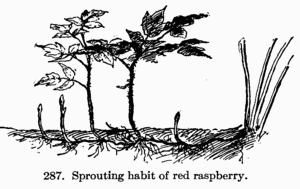 [Illustration: Fig. 287. Sprouting habit of red raspberry.]